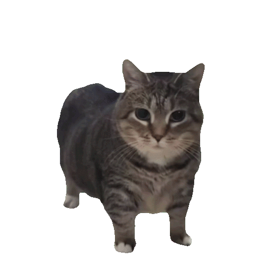 短身条纹猫直盯镜头,呆萌搞笑比例奇特 可爱的猫meme动态表情包表情包图片gif动图 - 求表情网,斗图从此不求人!