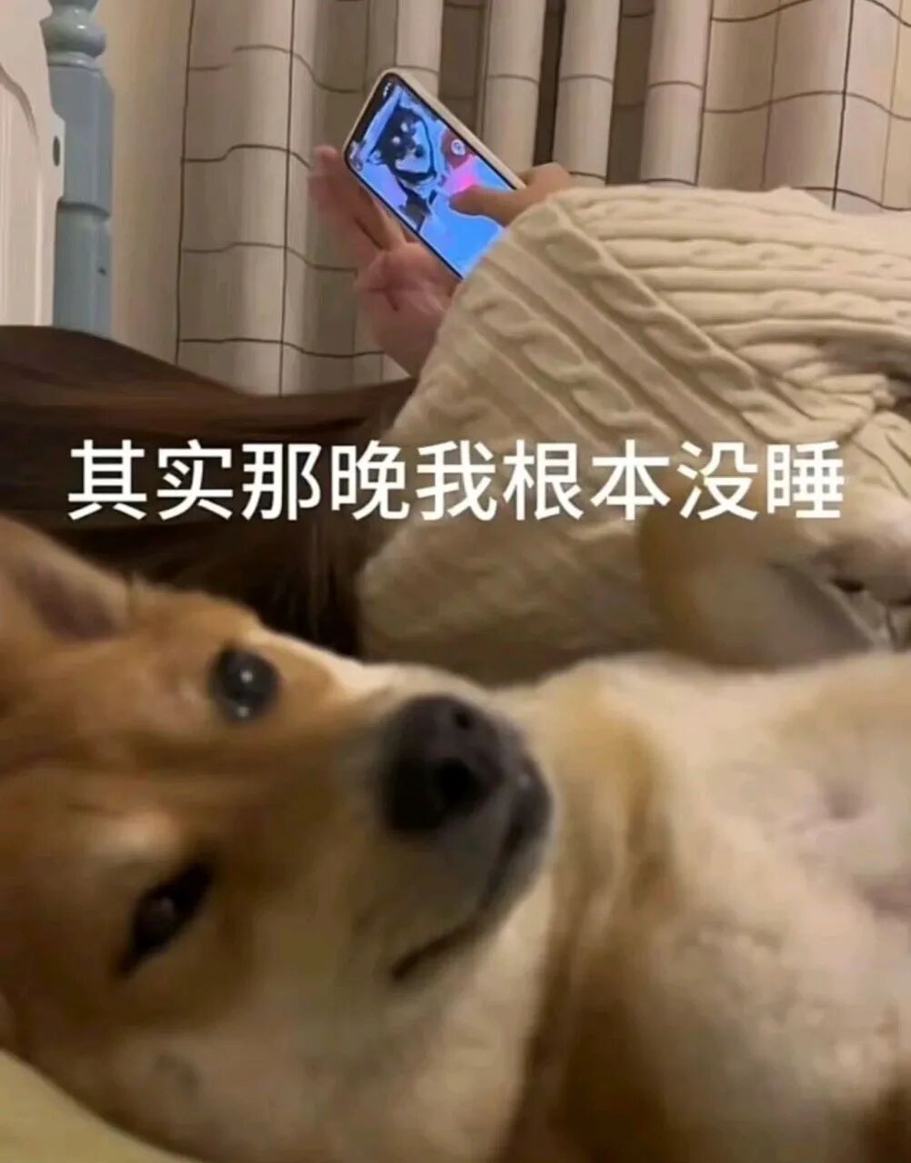 柴犬躺卧,主人熬夜刷手机,坦言“那晚我根本没睡” 表情包 丨 来不吉了表情包图片gif动图 - 求表情网,斗图从此不求人!