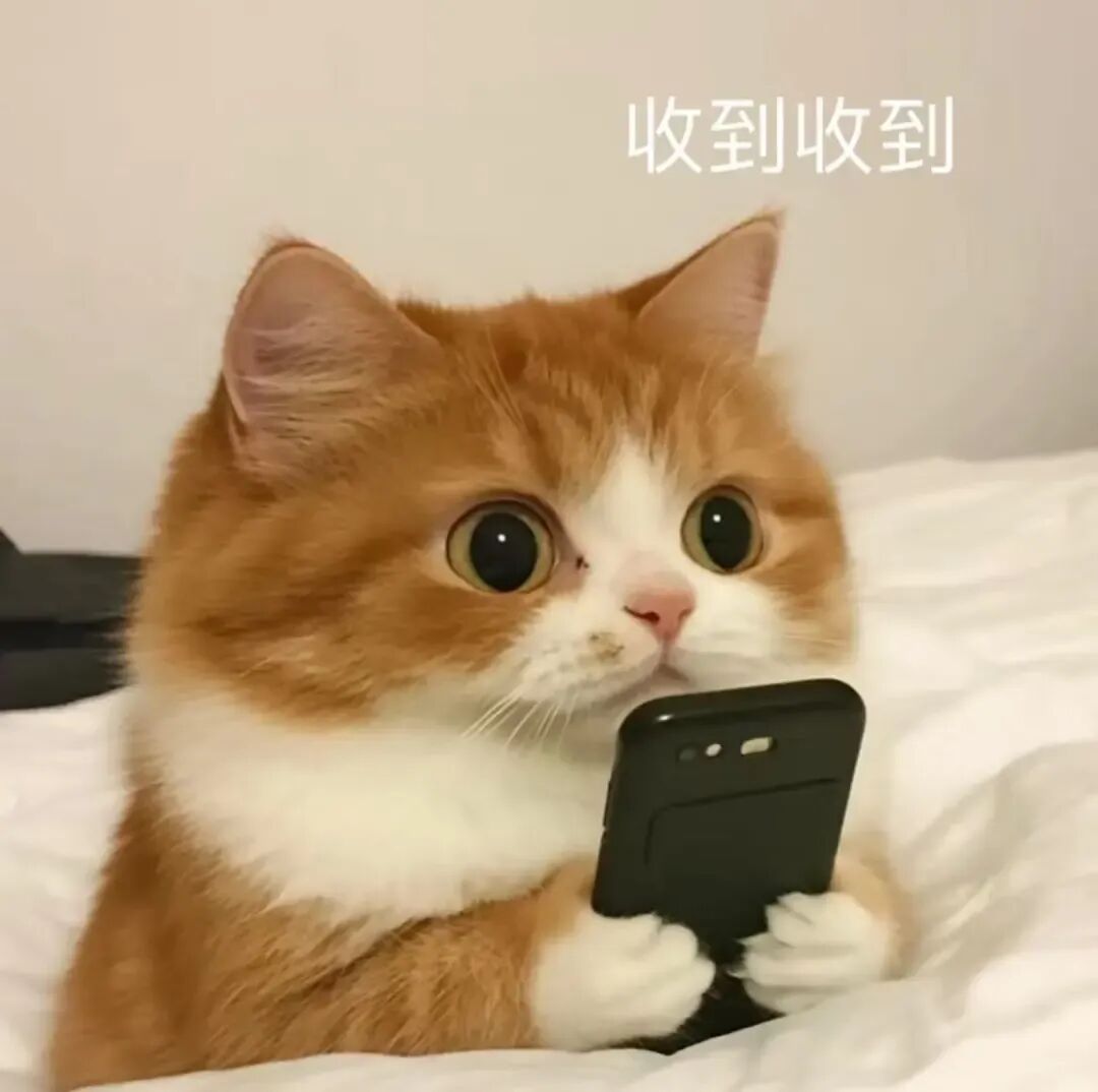 橘猫举手机乖巧回复“收到收到” 小猫表情包：你要我微信吗？表情包图片gif动图 - 求表情网,斗图从此不求人!