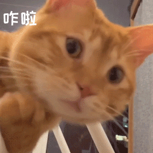 橘猫歪头配“咋啦”,疑惑反问超可爱 表情包|贱贱的表情包阴阳怪气表情包图片gif动图 - 求表情网,斗图从此不求人!