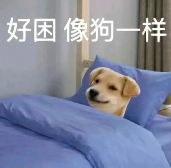 小狗盖被躺床,“好困像狗一样”道尽疲惫困倦 聊天实用表情包表情包图片gif动图 - 求表情网,斗图从此不求人!