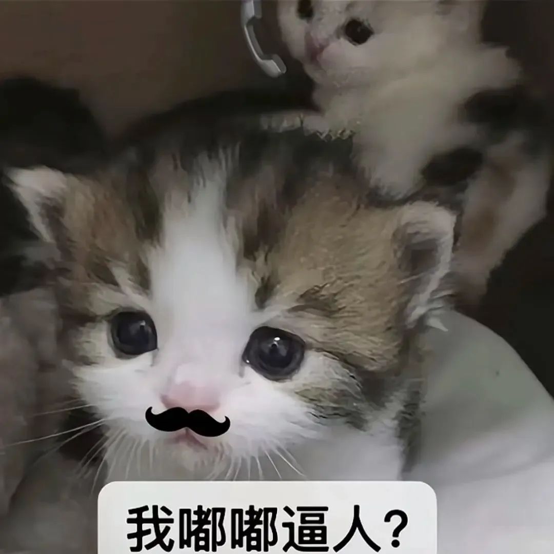 带小胡子的委屈小猫反问:我嘟嘟逼人? 低脂小猫表情包表情包图片gif动图 - 求表情网,斗图从此不求人!