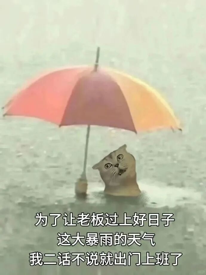 暴雨天撑伞上班的打工猫,为老板好日子冒雨前行 打工人下雨天上班表情包表情包图片gif动图 - 求表情网,斗图从此不求人!