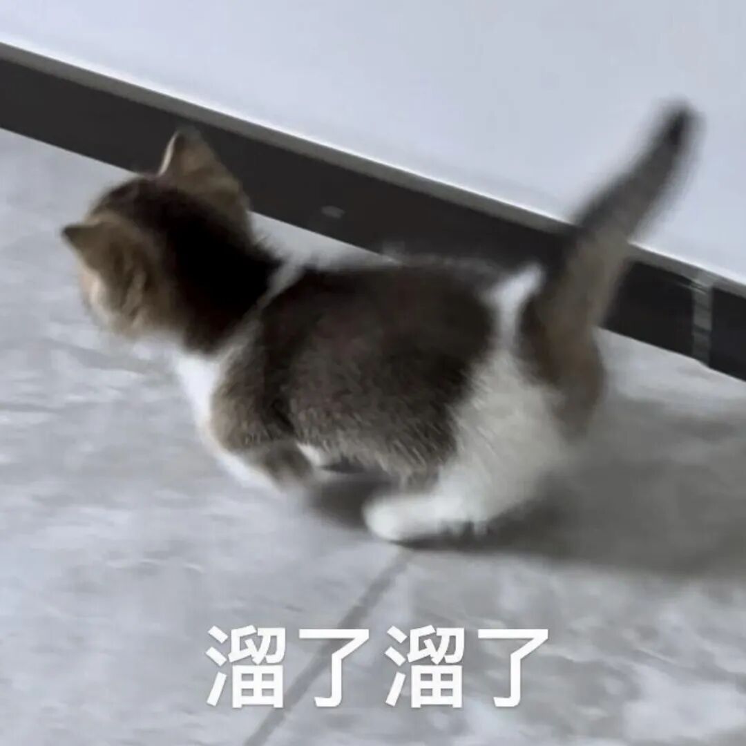 小奶猫匆匆溜走,“溜了溜了”超可爱 表情包丨对你的喜欢就像尿裤子表情包图片gif动图 - 求表情网,斗图从此不求人!