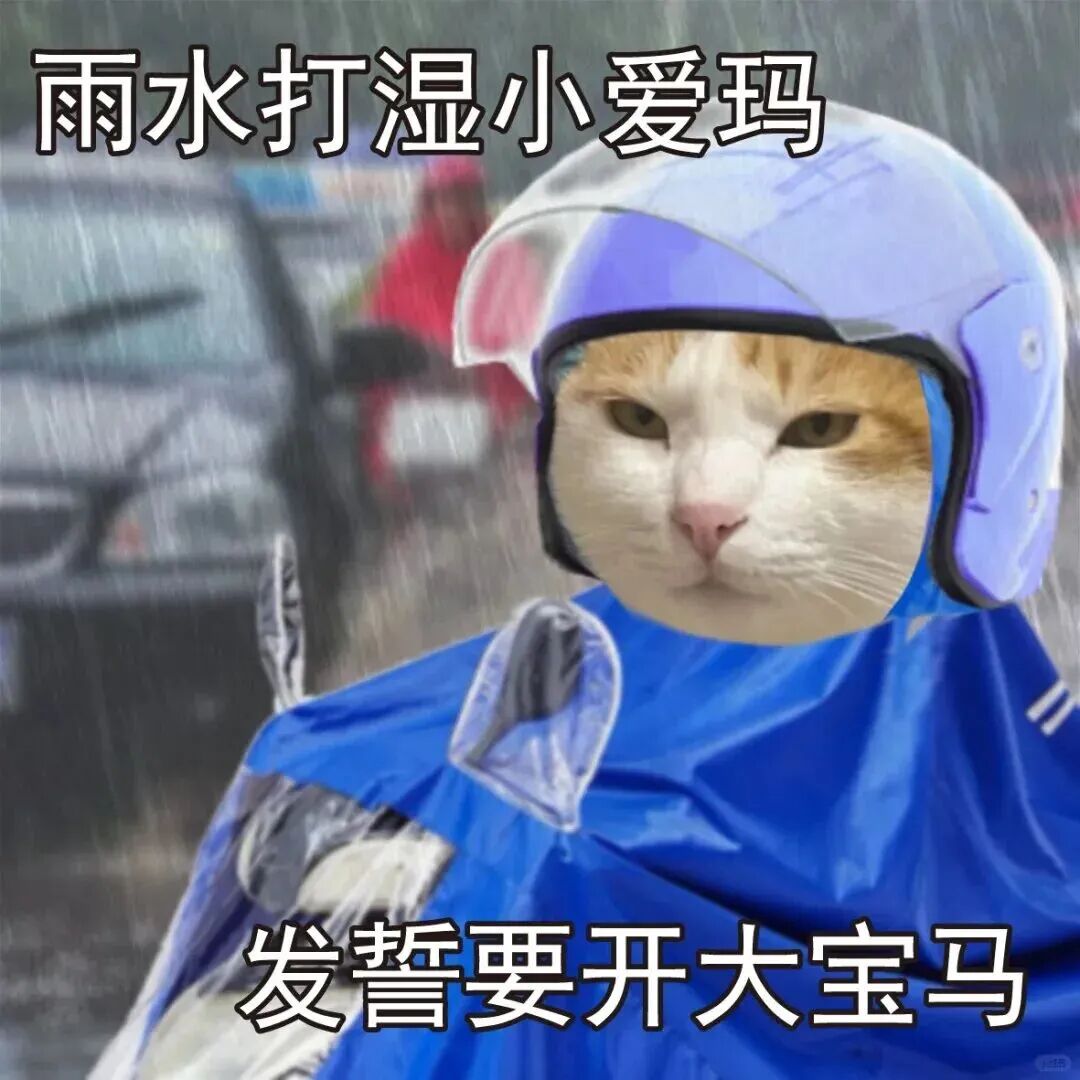 雨中骑爱玛的猫猫 发誓要开大宝马 好玩的表情包表情包图片gif动图 - 求表情网,斗图从此不求人!