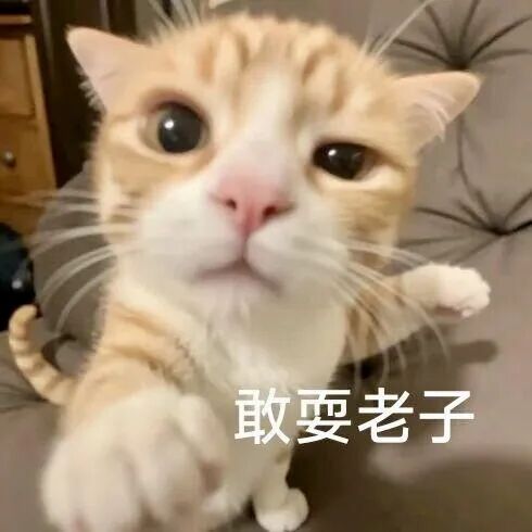 橘白喵瞪眼伸爪,怒怼“敢耍老子”超凶质问 阴阳怪气癫癫抽象表情包表情包图片gif动图 - 求表情网,斗图从此不求人!