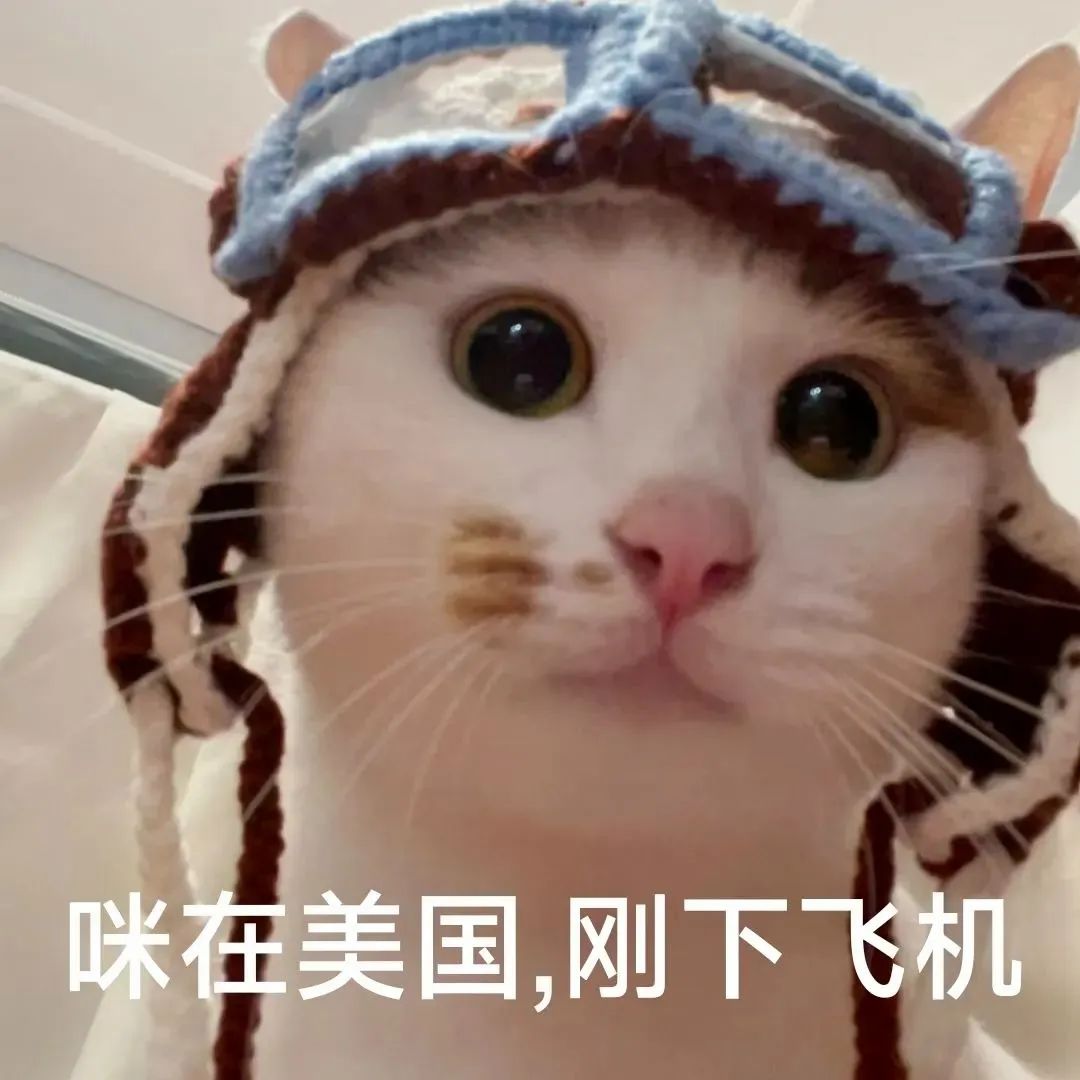 戴飞行员帽的呆萌猫咪，配文咪在美国刚下飞机 表情包丨我把你床地址告诉Meme GIF - MemeVerse, Never Lose a ...