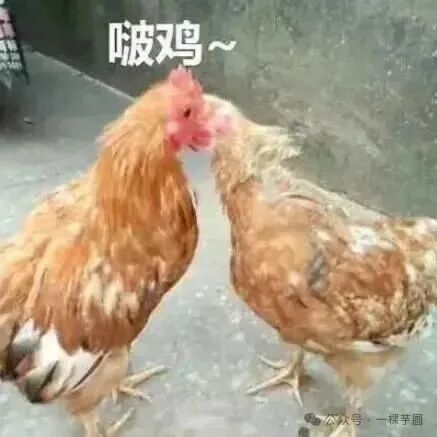 两只鸡头挨头“啵鸡~”，亲昵互动超有爱 怼人很猛的阴阳怪气表情包Meme GIF - MemeVerse, Never Lose a Meme ...