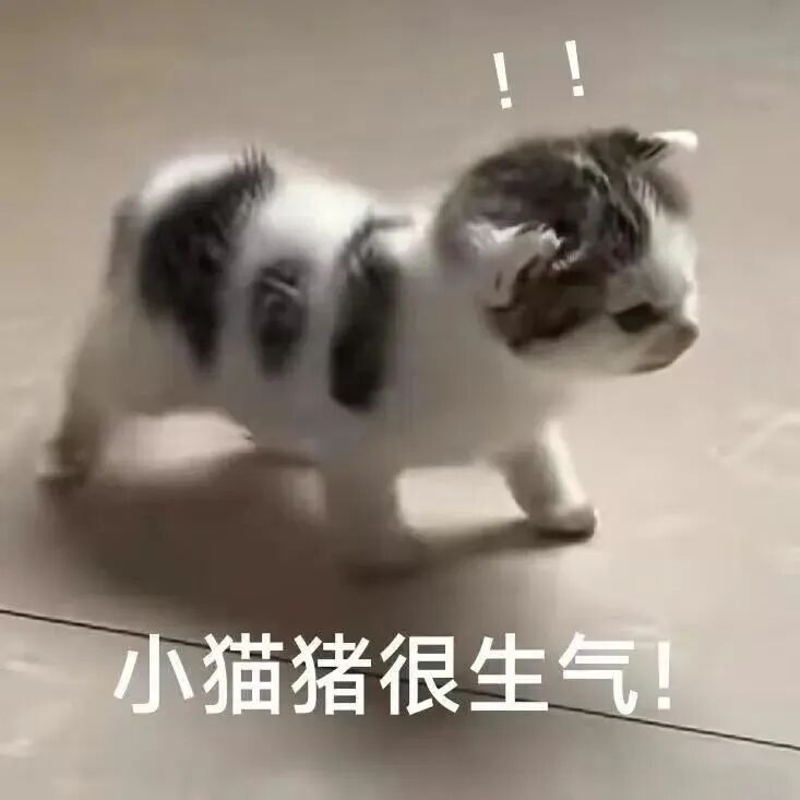 气鼓鼓的小猫猪迈步走,头顶感叹号超生气 猫meme表情包表情包图片gif动图 - 求表情网,斗图从此不求人!