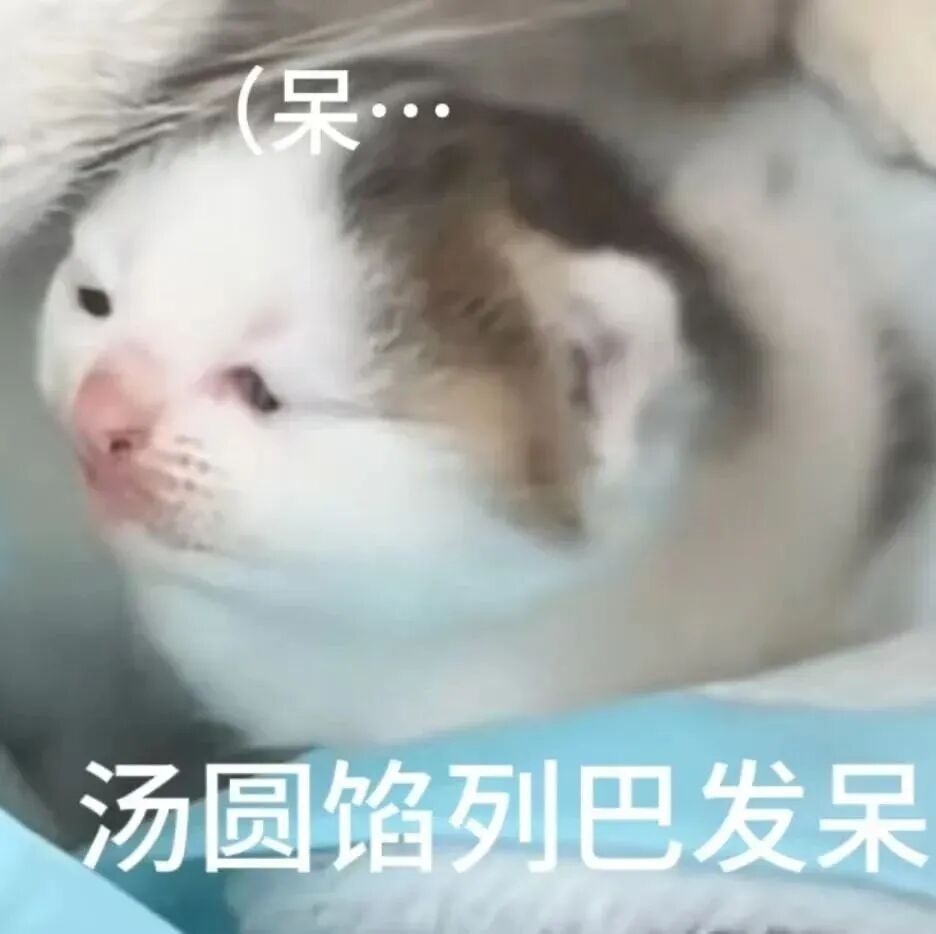 汤圆馅列巴小猫呆萌发呆，眼神放空超可爱 猫meme表情包表情包图片gif动图 - 求表情网,斗图从此不求人!
