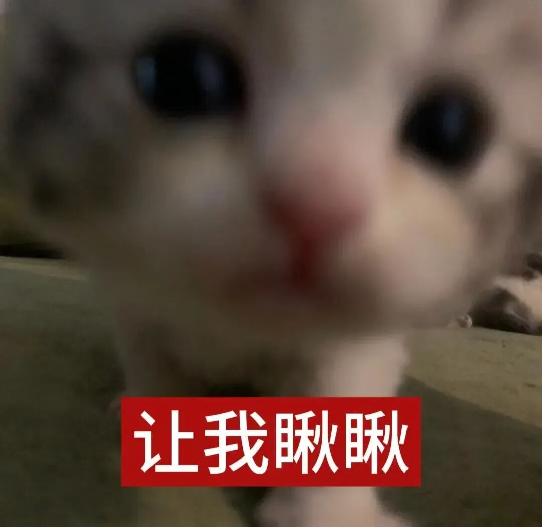 模糊小猫凑近镜头,“让我瞅瞅”满是好奇 低脂小猫表情包,meme又喵喵~表情包图片gif动图 - 求表情网,斗图从此不求人!