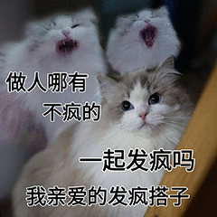抓狂猴子喊“哪有不疯的？” 发疯情绪爆发 表情包：2026一定能谈恋爱表情包图片gif动图 - 求表情网,斗图从此不求人!