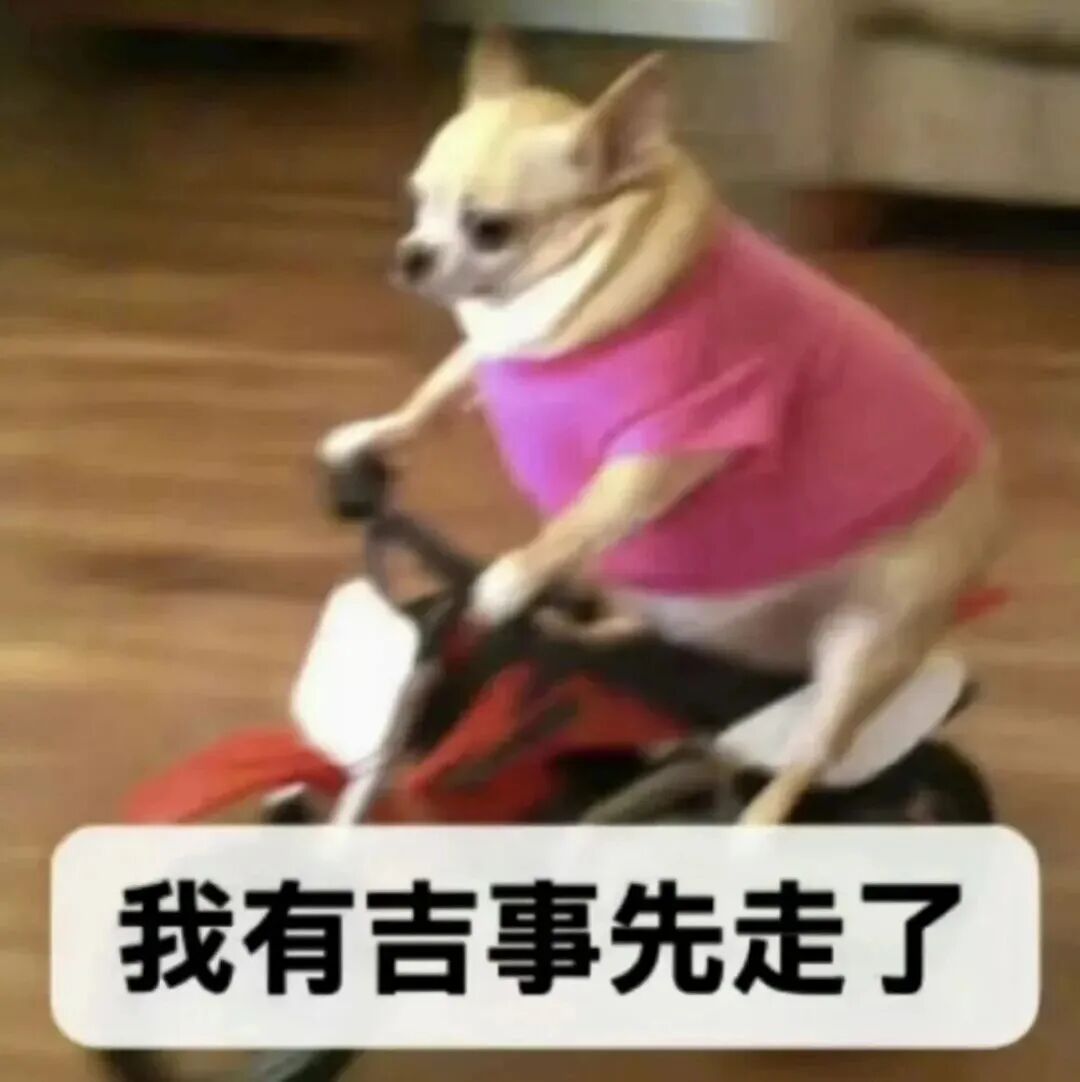 吉娃娃穿粉衣骑玩具摩托,配文我有吉事先走了 表情包|我有吉事先走了表情包图片gif动图 - 求表情网,斗图从此不求人!