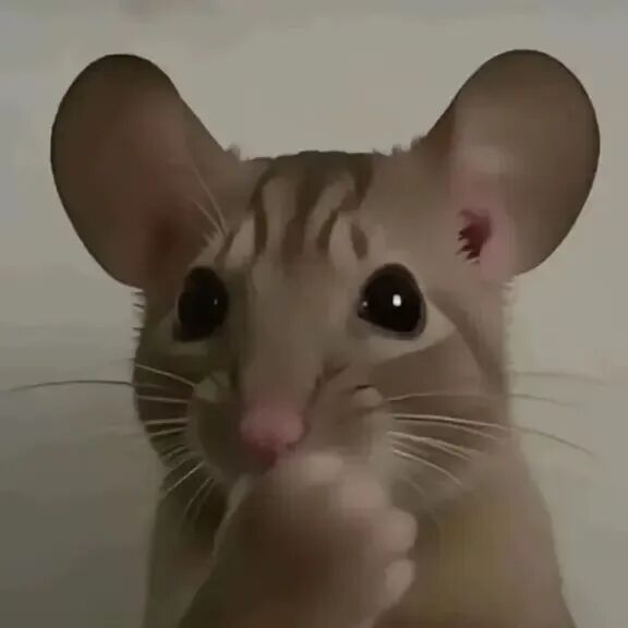 呆萌小老鼠手托嘴，黑眸无辜似在思考 超实用猫meme新表情表情包图片gif动图 - 求表情网,斗图从此不求人!