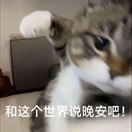萌猫挥爪超可爱,温柔道“和这个世界说晚安” 聊天必备表情包(400张)表情包图片gif动图 - 求表情网,斗图从此不求人!