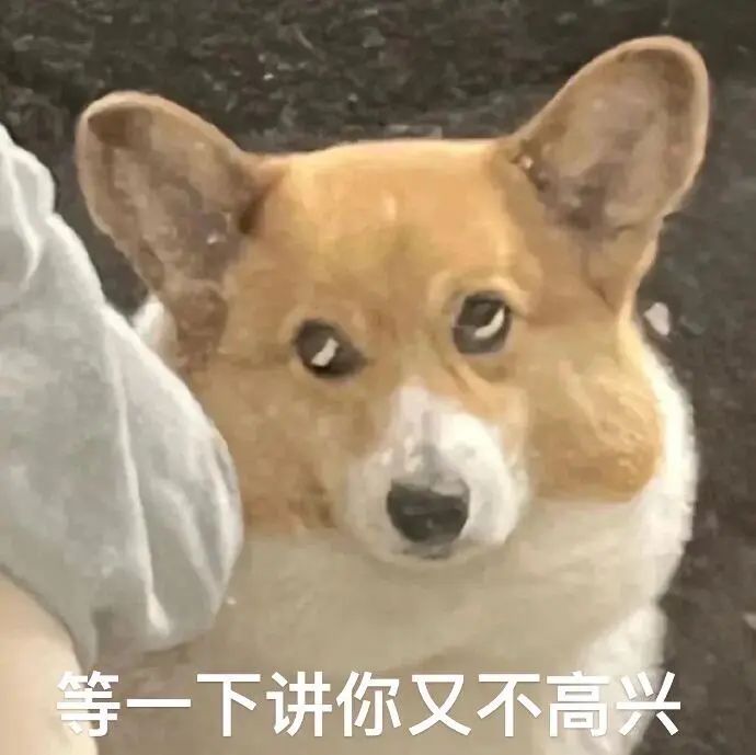 无奈柯基:等一下讲你又不高兴 表情包丨你爱我还是他表情包图片gif动图 - 求表情网,斗图从此不求人!