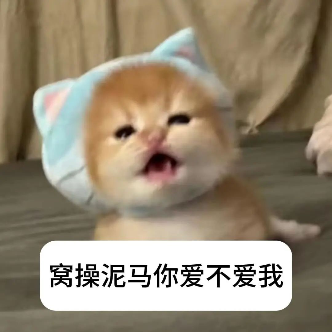 橘猫戴蓝猫耳帽张嘴，暴躁质问“你爱不爱我” 大学生爱用表情包：给我磕俩头Meme GIF - MemeVerse, Never Lose a ...