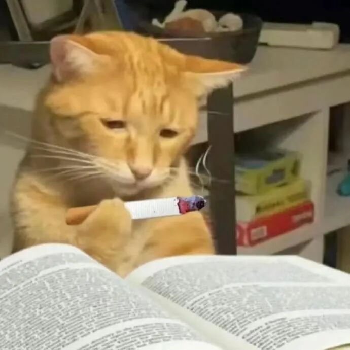 橘猫夹烟苦读,眼神疲惫尽显熬夜沧桑 猫咪表情包丨跟我的喵喵拳说去吧 表情包图片gif动图 - 求表情网,斗图从此不求人!