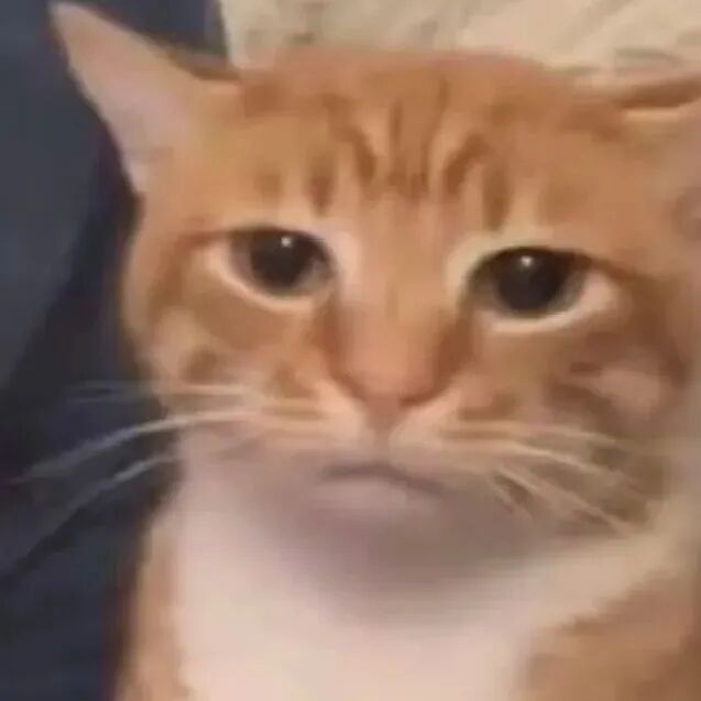 橘猫一脸严肃，眼神忧郁似有心事 无需文字就能表达心情的表情包 表情包图片gif动图 - 求表情网,斗图从此不求人!