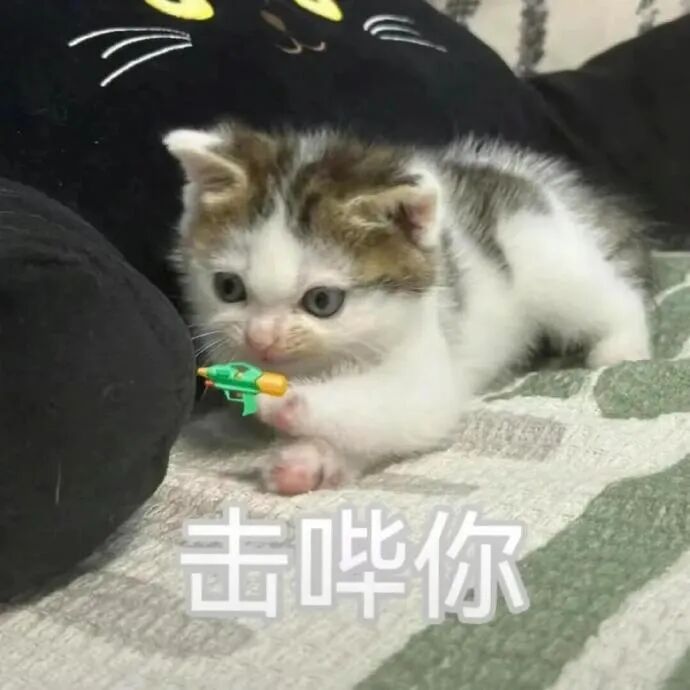 小奶猫持玩具枪“击哔你”，萌趣搞怪超可爱 邪恶小鼻嘎表情包表情包图片gif动图 - 求表情网,斗图从此不求人!