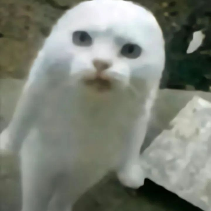白猫表情严肃呆萌，眼神疑惑似有不解 高频使用回复表情包Meme GIF - MemeVerse, Never Lose a Meme ...