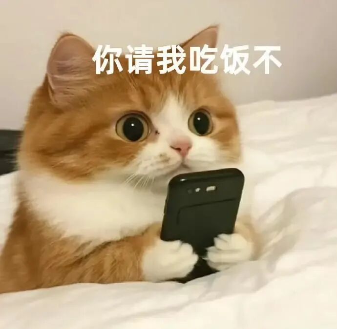 橘白猫咪举手机呆萌发问:你请我吃饭不 小猫咪表情包丨你要我微信不Meme GIF - MemeVerse, Never Lose a Meme ...