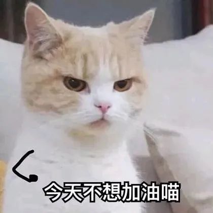 丧脸橘白喵:今天不想加油喵 WeChat可爱表情包表情包图片gif动图 - 求表情网,斗图从此不求人!