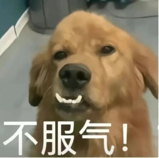 金毛咧嘴露齿,配“不服气”表倔强 符合我精神状态的表情包表情包图片gif动图 - 求表情网,斗图从此不求人!