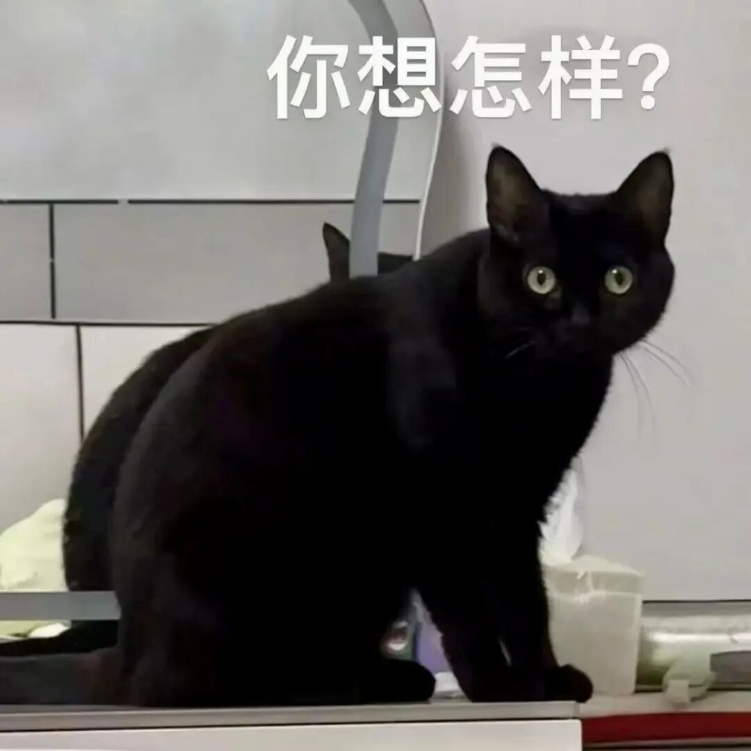 黑猫瞪圆眼配“你想怎样?”,警惕质问的模样 表情包:我喜欢你Meme GIF - MemeVerse, Never Lose a Meme ...