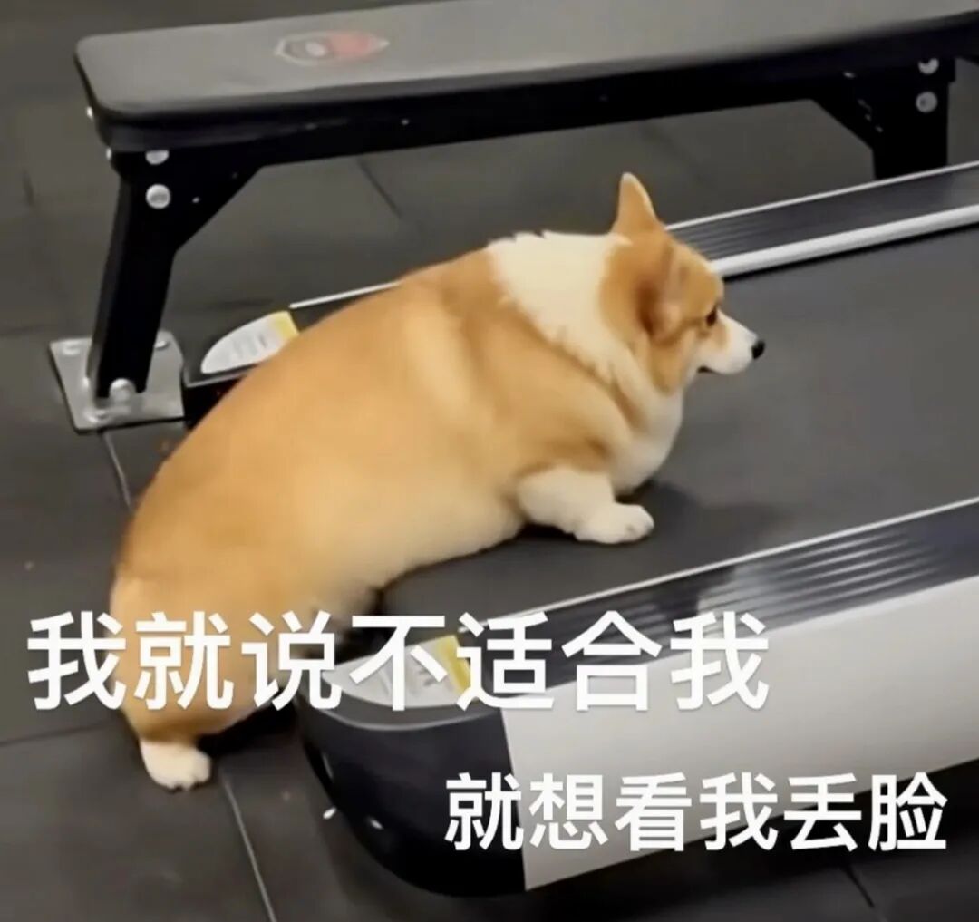 胖柯基躺跑步机摆烂,吐槽运动不适还被想看丢脸 表情包:不会再做乖孩子表情包图片gif动图 - 求表情网,斗图从此不求人!