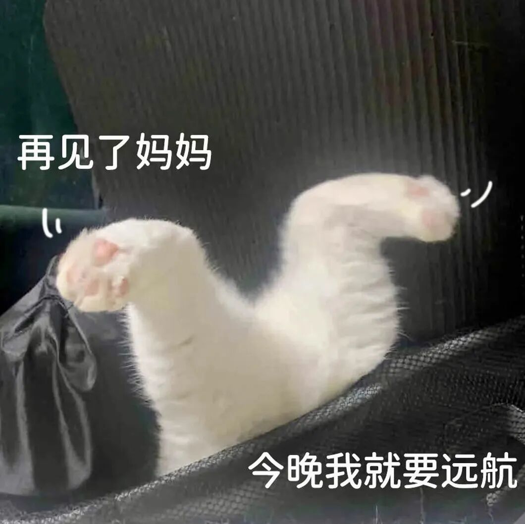 白猫摆远航姿势,配文再见妈妈今晚远航 表情包:你尔多隆吗表情包图片gif动图 - 求表情网,斗图从此不求人!