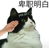 Yes sir 最新龙图表情包 穿着西装打领带的卡通人物,敬礼并配文“Yes sir”表情包图片gif动图 - 求表情网,斗图从此不求人!
