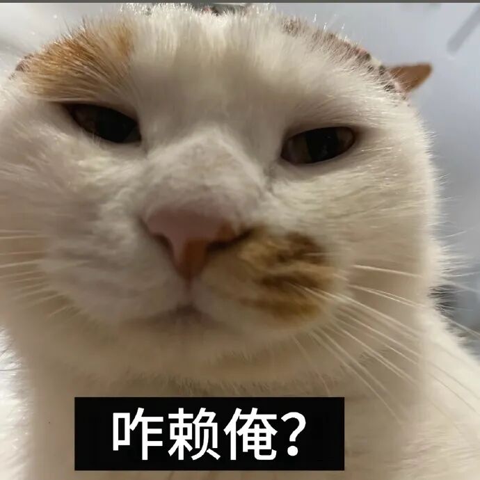 白橘猫眯眼疑惑:咋赖俺?委屈被冤枉的亚子 知豆某小猫表情包表情包图片gif动图 - 求表情网,斗图从此不求人!