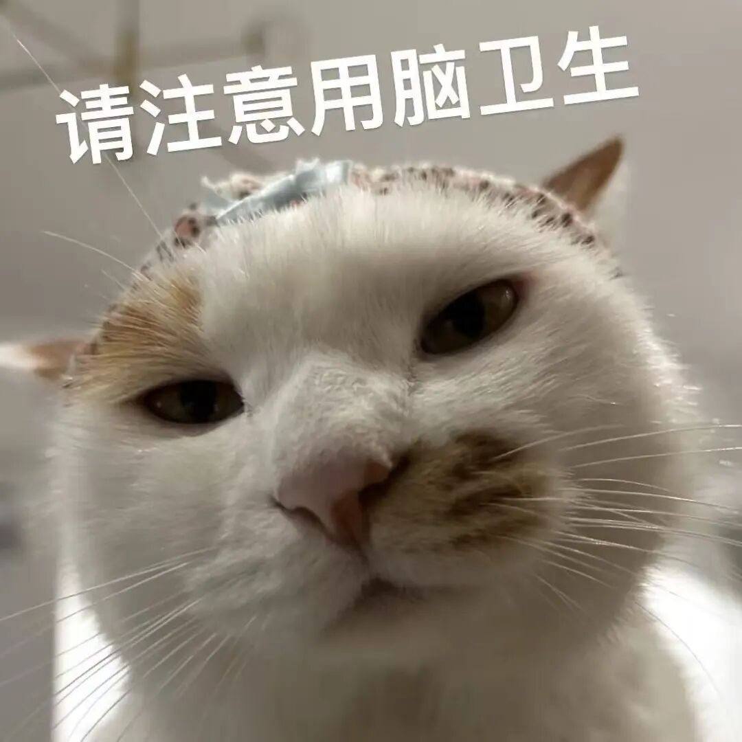 戴头套猫咪严肃提醒：请注意用脑卫生 表情包：一起洗澡吗Meme GIF - MemeVerse, Never Lose a Meme ...