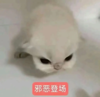 丑萌猫咪魔性大笑,这表情简直绝了 猫meme表情包 热门猫meme 邪恶小鼻嘎表情包表情包图片gif动图 - 求表情网,斗图从此不求人!