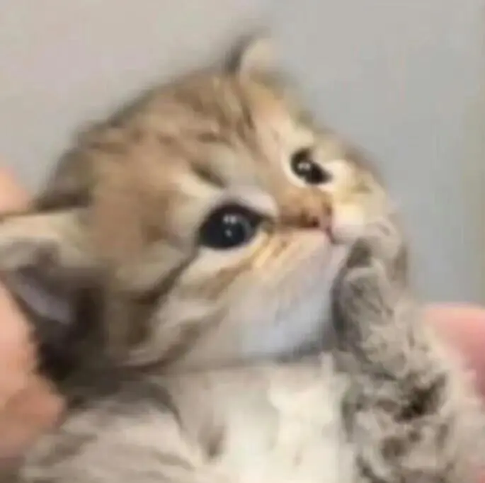 小奶猫抬爪托腮歪头,懵懂可爱超治愈 猫meme表情包 | 猫咪表情包表情包图片gif动图 - 求表情网,斗图从此不求人!