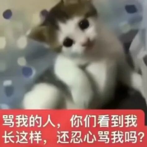 萌猫委屈反问:骂我的人看我模样还忍心骂吗? 超萌带字小奶猫表情包表情包图片gif动图 - 求表情网,斗图从此不求人!
