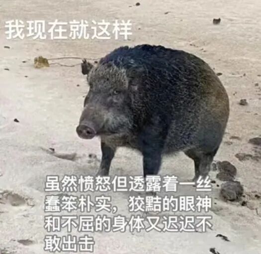 愤怒却蠢笨朴实 狡黠不敢出击的野猪:我现在就这样 莫名其妙的大段文字表情包(可保存)表情包图片gif动图 - 求表情网,斗图从此不求人!