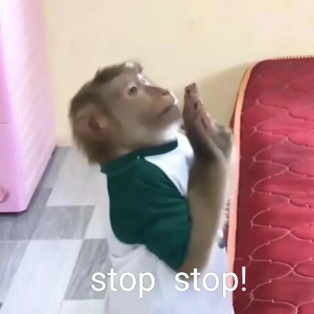 穿绿白衣的猴子双手合十仰头,配“stop stop”求饶 吗喽表情包 丨 斯密吗喽表情包图片gif动图 - 求表情网,斗图从此不求人!