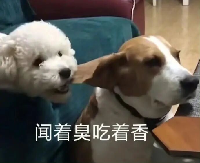 白狗咬棕白狗耳朵,配文“闻着臭吃着香” 表情包|老子蜀道山表情包图片gif动图 - 求表情网,斗图从此不求人!