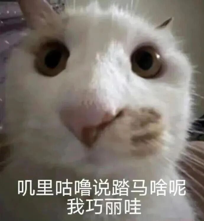 白猫疑惑质问:叽里咕噜说啥呢 我巧丽哇 表情包|我找人弄你Meme GIF - MemeVerse, Never Lose a Meme ...