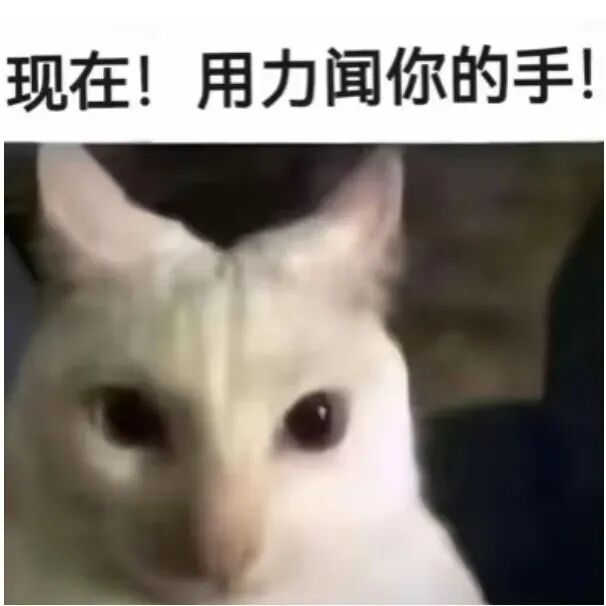 白猫瞪大眼指令:现在!用力闻你的手! 挠屁股猫表情包:什么时候看见这只挠屁股猫会不笑!表情包图片gif动图 - 求表情网,斗图从此不求人!