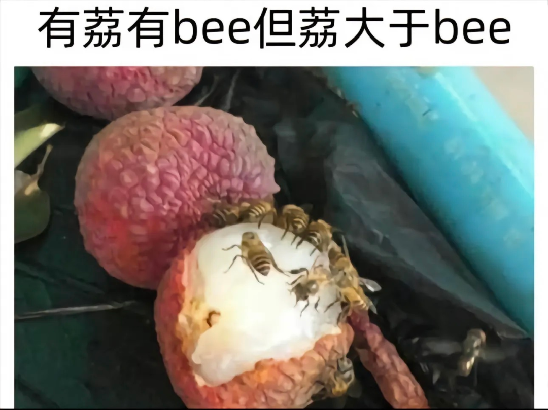 有荔有bee但荔大于bee(荔枝上蜜蜂聚集) 表情包|180+超多的搞笑合集表情包图片gif动图 - 求表情网,斗图从此不求人!
