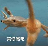虾状生物拟夹人,配“夹你寄吧”玩梗 表情包|记得续火花哞表情包图片gif动图 - 求表情网,斗图从此不求人!