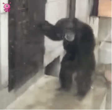 黑猩猩站立伸手敲门,模仿人类动作超逗趣 新鲜出炉的表情包,等你来领!表情包图片gif动图 - 求表情网,斗图从此不求人!