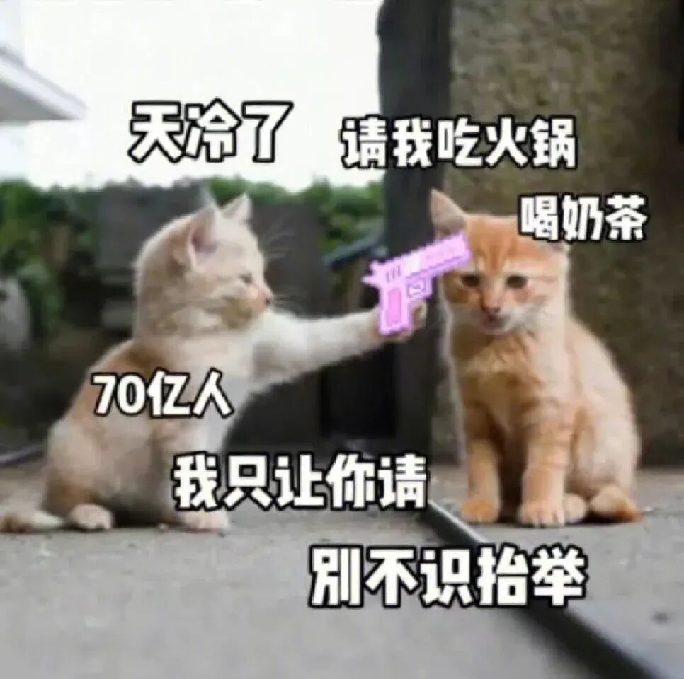 小猫拿枪撒娇:天冷只你请火锅奶茶,别不识抬举 表情包 | 100张贱贱的表情包Sticker GIF - Seeking an emoji ...