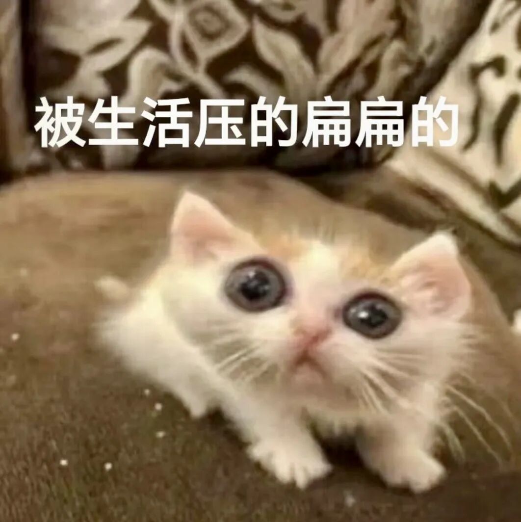 无辜扁扁小奶猫,自嘲被生活压力压得扁扁的 表情包:您的孩子余额不足 Meme GIF - MemeVerse, Never Lose a ...