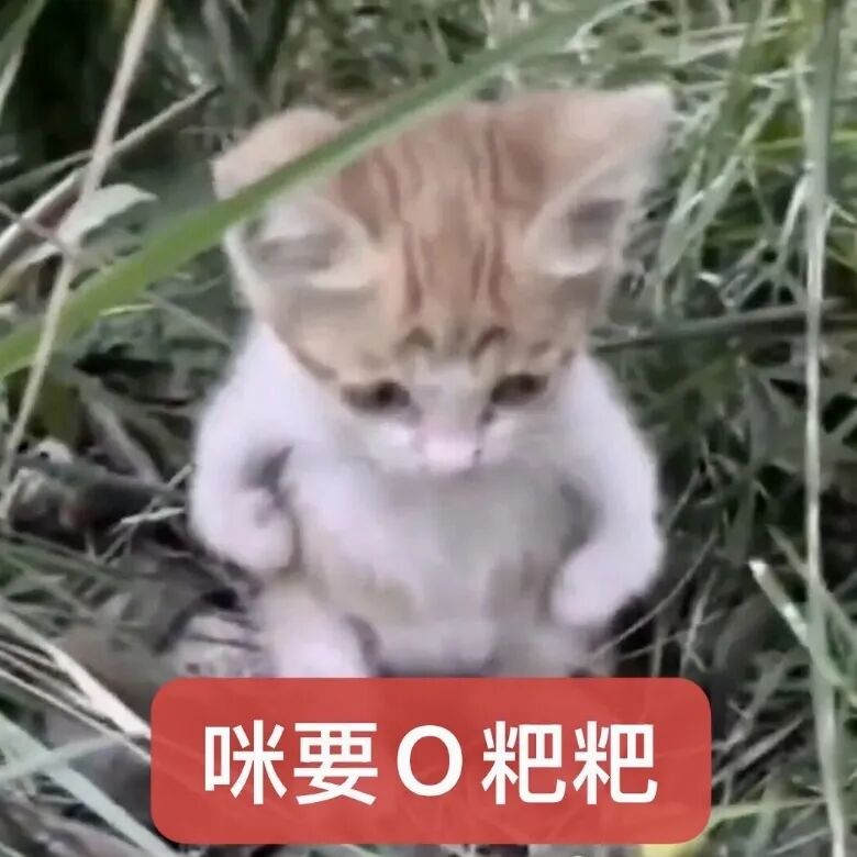 小奶猫草丛“咪要拉粑粑”,萌态便便预备时刻 表情包:这样能消气嘛表情包图片gif动图 - 求表情网,斗图从此不求人!