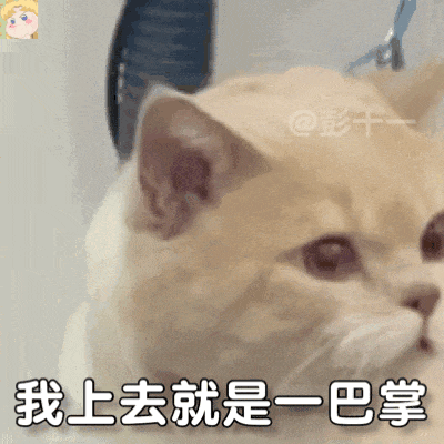 凶萌猫咪配文“我上去就是一巴掌”,暴躁怼人 表情包|谁是煞b我不说表情包图片gif动图 - 求表情网,斗图从此不求人!