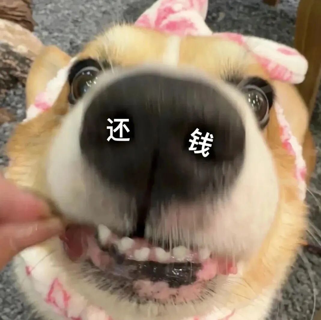 柯基怼脸催债:还钱!眼神急切超有戏 表情包|我再也不玩抽象了Meme GIF - MemeVerse, Never Lose a Meme ...